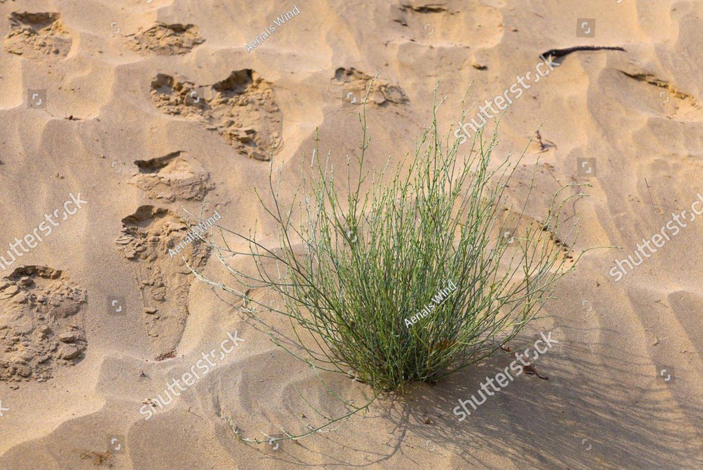 A single green shrub growing in bare rippled sand