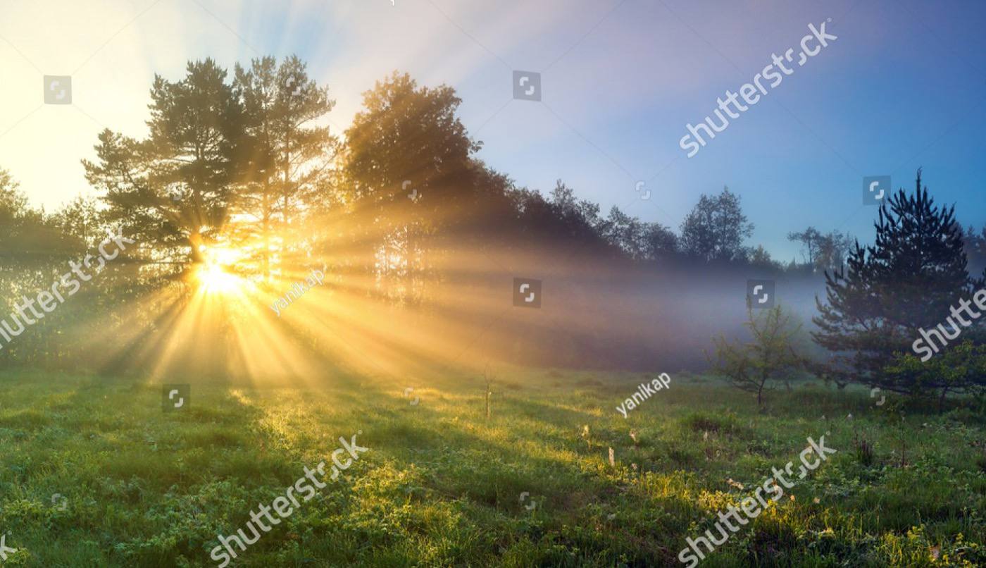 Sunrise breaking through pines over a mist-covered meadow